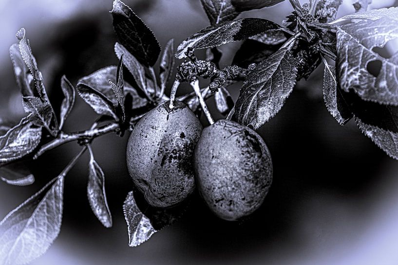 Black and white : Serbian plums by Photoart-Naegele