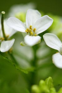Ein Makro einer weißen Blume