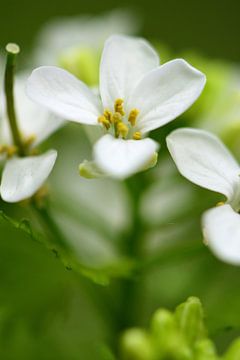 Een macro van een wit bloemetje van Gerard de Zwaan