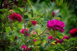 Wild Roses II