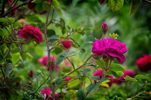 Wilde Rozen II
