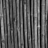 Bamboe in zwart-wit van Anne van de Beek