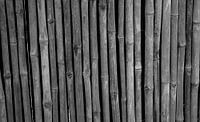 Bamboe in zwart-wit von Anne van de Beek Miniaturansicht