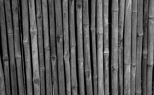 Bamboo in black and white
