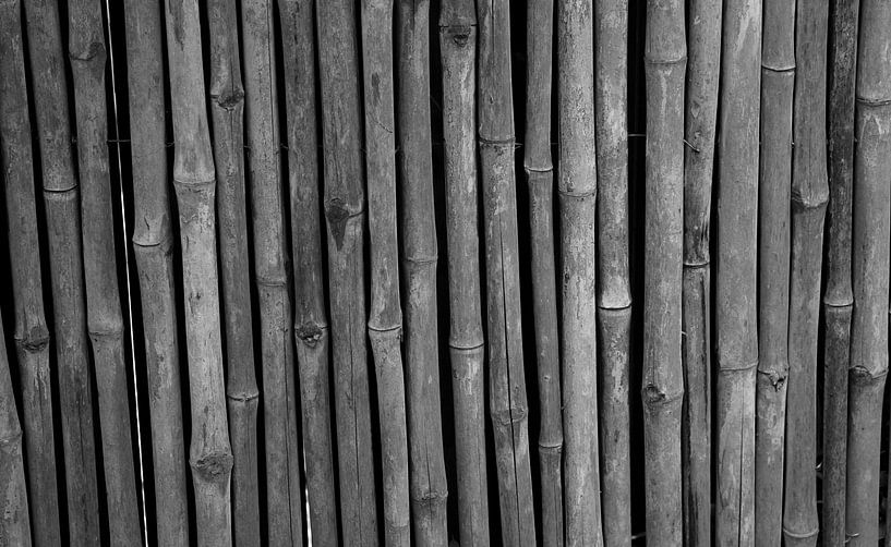 Bamboe in zwart-wit von Anne van de Beek