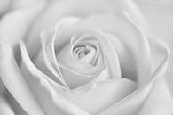 Canvas van een close-up van een roos in zwart-wit van Jeroen Jonker thumbnail