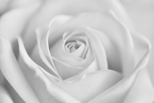 Canvas van een close-up van een roos in zwart-wit