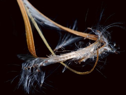 Fireweed blowing away
