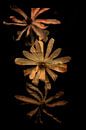 Trio von blühenden Magnolienblüten von Ribbi Miniaturansicht