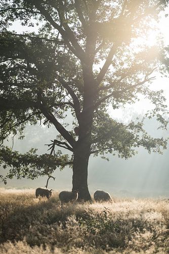 Sonnenaufgang in Drenthe