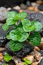 Jonge groene plant tussen stenen van Art & Soul Creations thumbnail