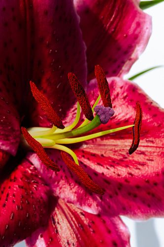 Oriental lily