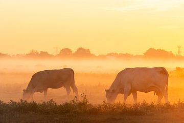 Koeien in de ochtendmist van Ronald Buitendijk Fotografie