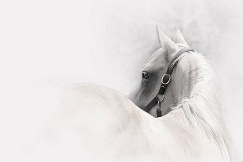 Palamino Horse