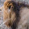 Mannelijk leeuwenportret van pixxelmixx