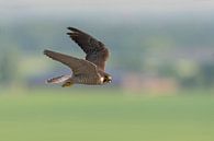 Wanderfalke ( Falco peregrinus ) in schnellem Flug hoch über einer Kulturlandschaft, wildlife, Deuts von wunderbare Erde Miniaturansicht