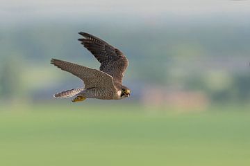 Peregrine Falcon ( Falco peregrinus ), adult, eye contact, in fast flight,  high above cultural coun