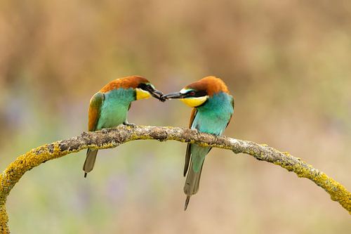 L'amour entre les mangeurs d'abeilles