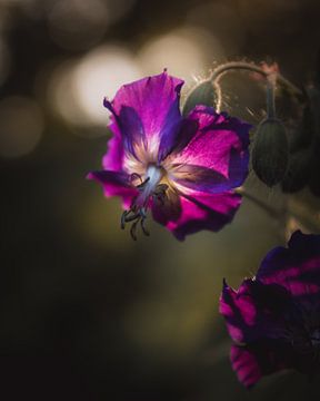 Violet flower dark & moody van Sandra Hazes