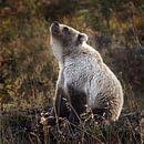 Grizzly bear smells something by Menno Schaefer thumbnail