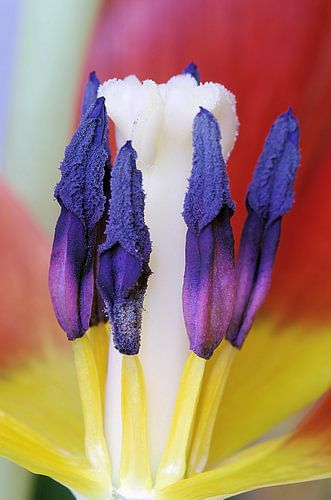 Dutch flag, Tulp Macrofotografie
