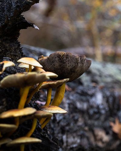 Paddenstoelen in de Herfst (Macro - Verticaal)