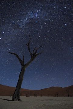 Death vlei by night