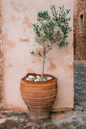 Olijfboom Griekenland