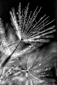 Dandelion with bling