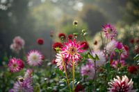 Dahlia garden in backlight