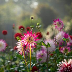 Dahlia garden in backlight by Nicole Jagerman