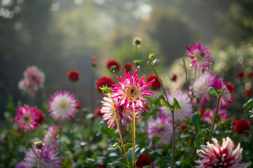 Dahlia garden in backlight by Nicole Jagerman