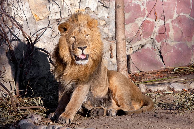 se tient debout en préparant sa bouche entrouverte. Un mâle lion puissant avec une crinière chic con par Michael Semenov