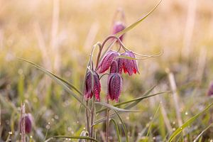 Kiebitzblumen