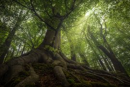 Roots by Jeroen Lagerwerf