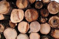 Boomstammen Wood