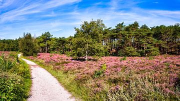 Schoorlse duinen met paarse heide met naaldbomen van eric van der eijk