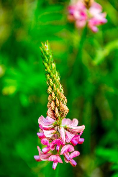 Sommerliche Wandertour durch das Saale Tal zur wunderschönen Leuchtenburg bei Kahla - Thüringen - Deutschland von Oliver Hlavaty
