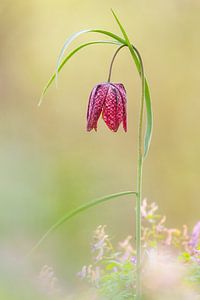 Kievitsbloem von Pim Leijen