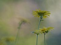 Weegbreezonnebloem