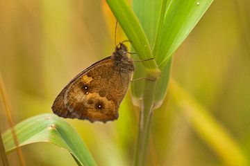 Schmetterling von Ad van Kruysdijk