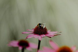 Chapeau de soleil sur Tessa in Focus