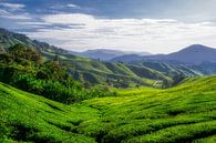 Cameron Highlands II by Aart Prikker thumbnail