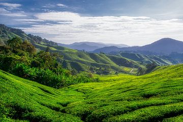 Cameron Highlands II van Aart Prikker