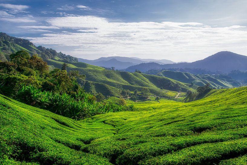 Cameron Highlands II by Aart Prikker