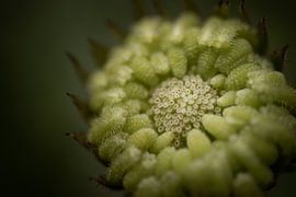 Macroshot Flower by Chantal Speelman
