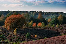 Posbank in autumn by Laurens Kleine