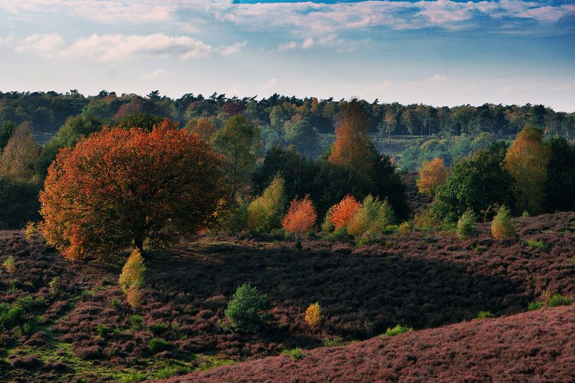 Posbank in de herfst van Laurens Kleine