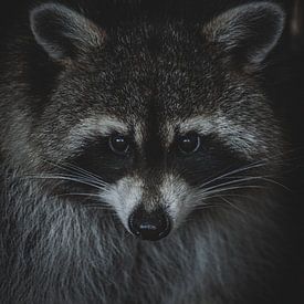 Schaduwbewoner van de Utregter Fotografie