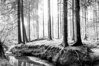 Wald in schwarzweiß von Günter Albers Miniaturansicht